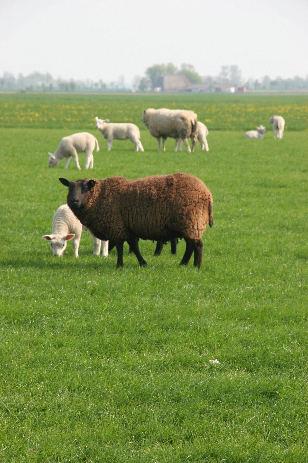 Countryside Eco Natuurhuisjes Ee Екстериор снимка